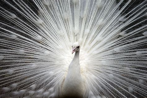 Sensational White Peacocks - All The Facts And Pictures