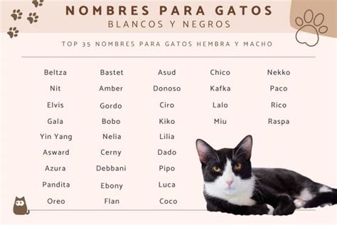 Producción pistola Sindicato nombres para gatos blancos machos Depender ...