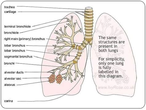 Diagram Of Bronchial Tree