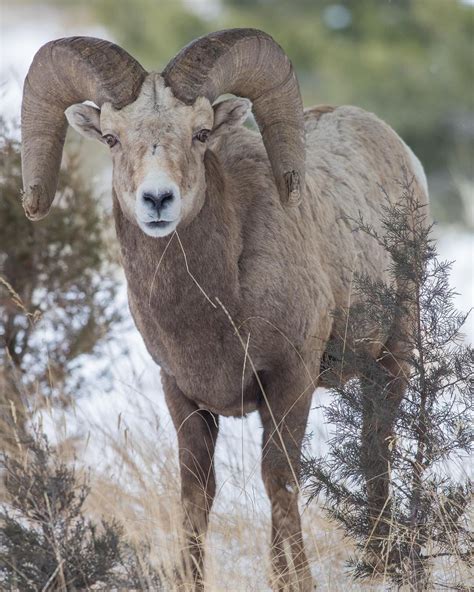 a ram with large horns standing in the snow