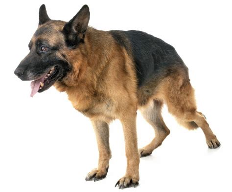 Hip Dysplasia in German Shepherds - Prevention and Treatment