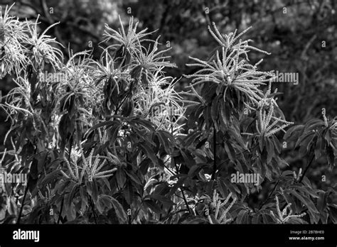 American chestnut tree blight hi-res stock photography and images - Alamy