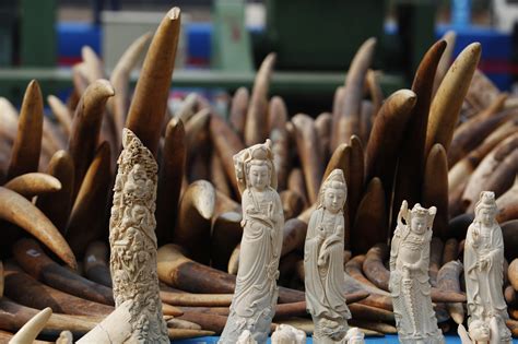 The Ivory Trade | Elephant Protection Initiative