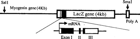 Schematic drawing of structure of the LacZ fusion gene containing... | Download Scientific Diagram