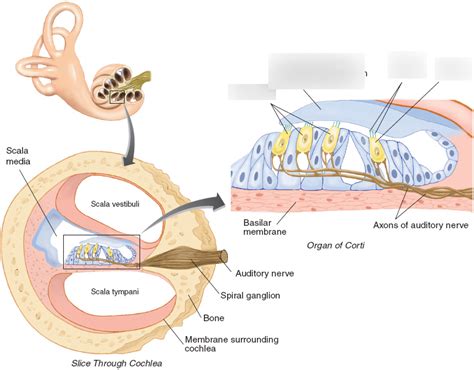 Organ of Corti Diagram | Quizlet