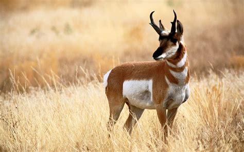 Habla: Especies mexicanas en peligro de extinción