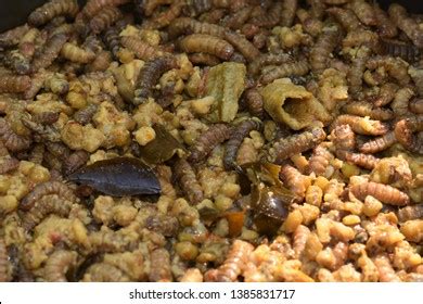 Maggots Waste Disposal Pipe Maggots Compost Stock Photo 1385831717 ...