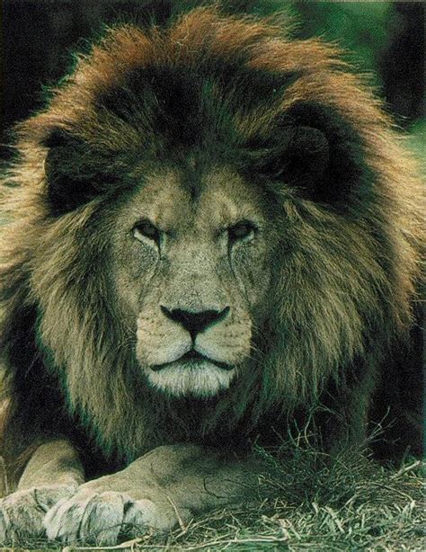 Barbary Lion, a subspecies of lions that is extinct in the wild. | Rare animals, Wild cats ...