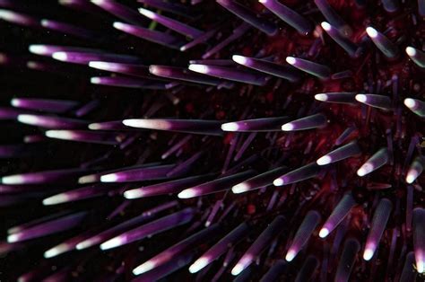 Sea Urchin Spines Photograph by Alexis Rosenfeld/science Photo Library