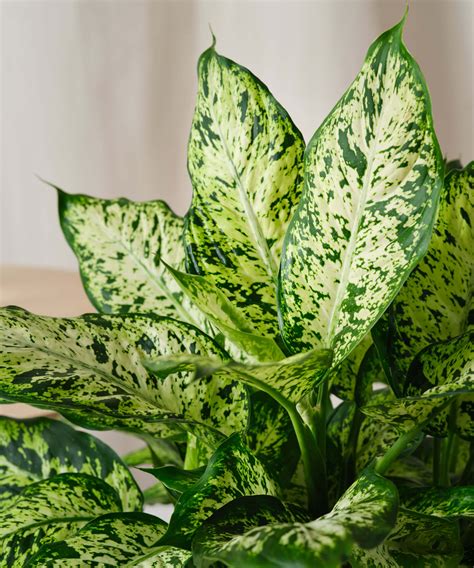 Dieffenbachia 101: How to Care for Dieffenbachias | Bloomscape