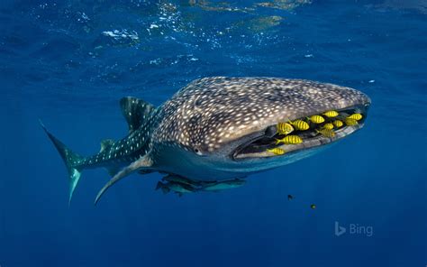 Golden trevally swim with a whale shark in Cenderawasih Bay, Indonesia - WindowsCenter.nl