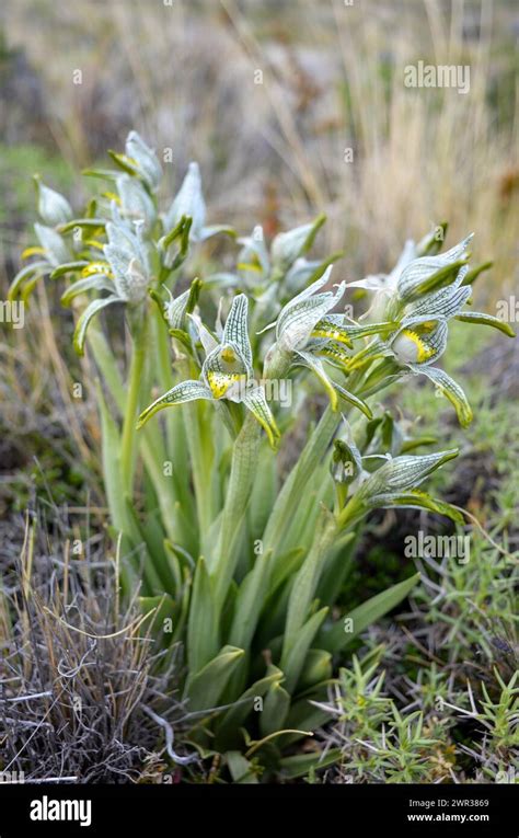 Porcelain orchid (Chloraea magellanica) in Perito Moreno National Park ...