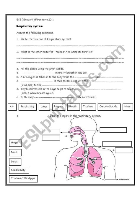 Respiratory System Worksheet