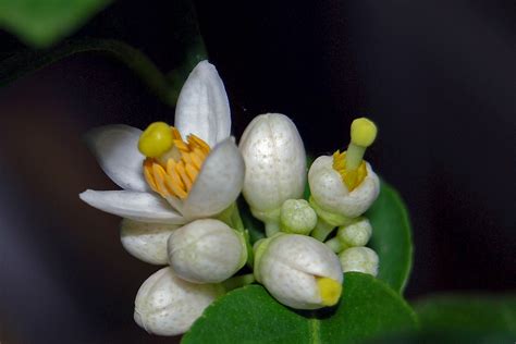 Citrus x aurantifolia - UF/IFAS Assessment - University of Florida ...