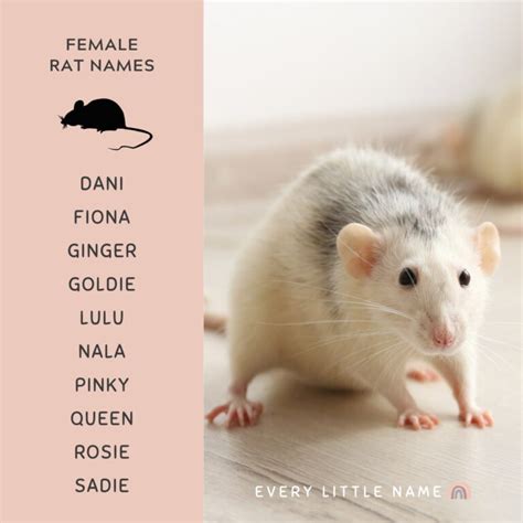 220+ Best Rat Names (Cool, Cute, and Funny) - Every Little Name