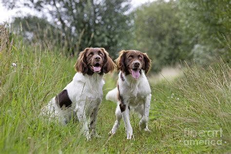 Dutch Partridge Dogs Photograph by Johan De Meester - Fine Art America