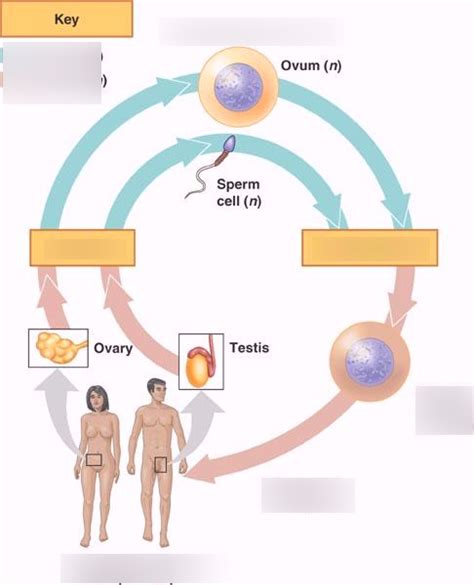 Human Life Cycle Meiosis