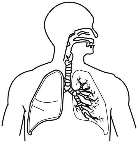 Respiratory System Drawing at GetDrawings.com | Free for personal use Respiratory System Drawing ...