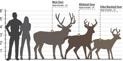 Mule Deer Vs Elk