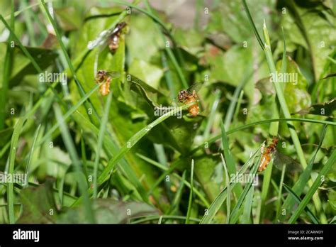 Flying ants nest hi-res stock photography and images - Alamy