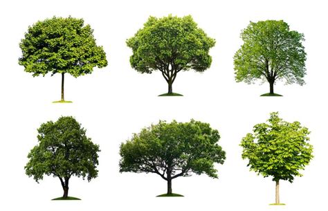 Tree Identification Guide With Simple Steps | LoveToKnow