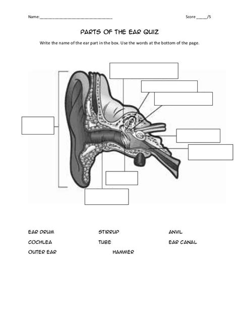 Parts of the ear quiz