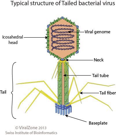 Phage virion ~ ViralZone