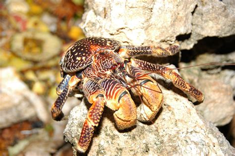 Download Animal Coconut Crab HD Wallpaper