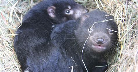 Tasmanian Devil breeding success in Dubbo | Taronga Conservation Society Australia