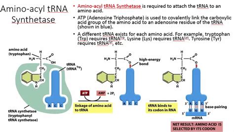 What is the function of aminoacyl-tRNA synthetase?