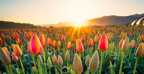 Day tripping! #Abbotsford #tulipfestival #VancouverThingsToDo ...