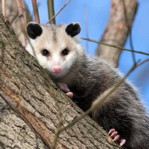 The Opossum