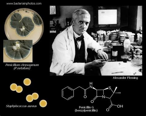 Alexander Fleming and discovery of penicillin. How many lifes has penicillin saved? | Alexander ...