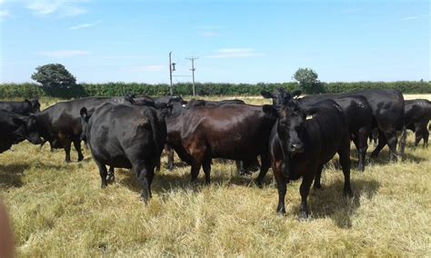 The 2020 Aberdeen-Angus Cattle Society Open Day is on the horizon ...