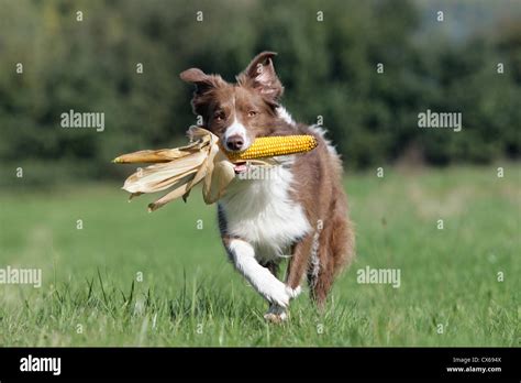 playing Border Collie Stock Photo - Alamy