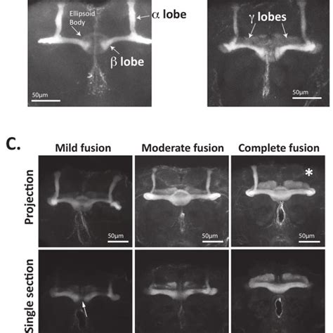 The GAL4/UAS system can be used for targeted gene expression. To obtain... | Download Scientific ...