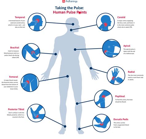 Where, When & How to Find the Brachial Pulse | ProTrainings