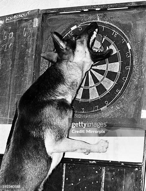 179 Darts Funny Stock Photos, High-Res Pictures, and Images - Getty Images