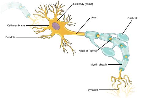 Chapter 5: The Nervous System – NSCC Human Biology