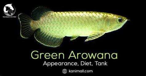 green arowana : everything you need to know about this malaysian fish.