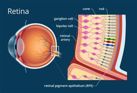 Structure of Eye - Parts of the Human Eye Structure