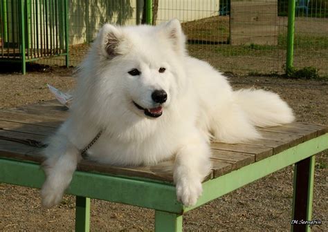 Samoyed (사모예드) | Flickr - Photo Sharing!