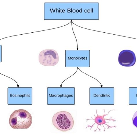 White blood cell taxonomy from bone marrow, including three main types ...