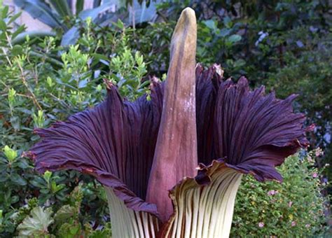 Watch a rare "Corpse Flower" bloom while far away from the smell of death / Boing Boing