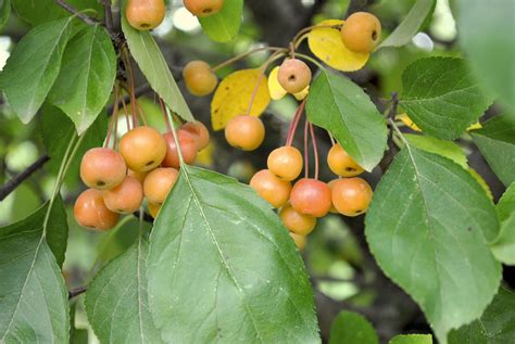 Crab Apple Tree Without Fruit - crab apples on tree | Crab apple, Fruit ...