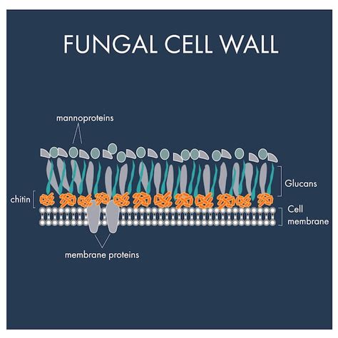 Membrana plasmática de la pared celular fúngica | Vector Premium