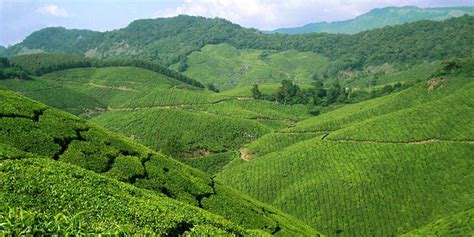 Munnar Hill Station in Kerala,Places to Visit in Munnar,Munnar travel guide