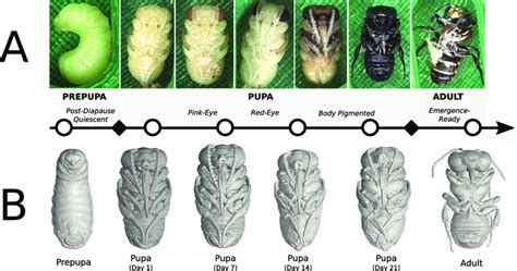 External stages of metamorphosis in M. rotundata (A) used for sampling... | Download Scientific ...