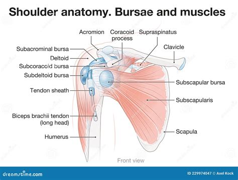 Shoulder Anatomy. Bursae and Muscles Stock Illustration - Illustration of glenoid, coracoid ...