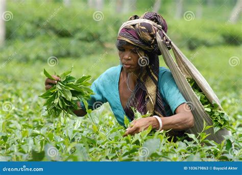 Tea Garden at Sylhet, Bangladesh Editorial Stock Photo - Image of ...